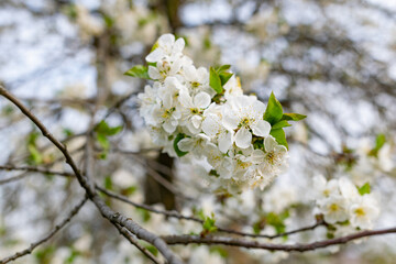 There are many white flowers on the cherry tree. Fluffy delicate petals on thin twigs and green leaves. Spring mood and beautiful nature.