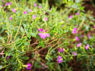 purple babysbreath flower blooming in wild field