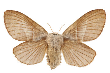 The fox moth (Macrothylacia rubi) isolated on white
