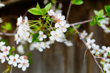 There are many white flowers on the cherry tree. Fluffy delicate petals on thin twigs and green leaves. Spring mood and beautiful nature.
