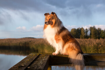 Stunning nice fluffy sable white shetland sheepdog, sheltie early autumn outside portrait on wooden...