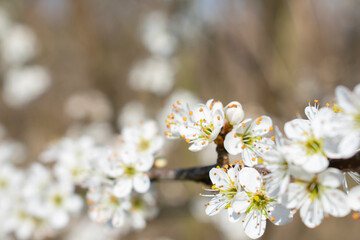 Flowers of blackthorn (Prunus spinosa)