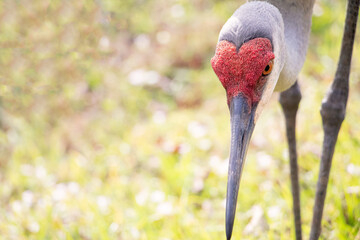 Florida crane bird © Javany