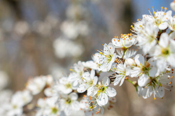 Flowers of blackthorn (Prunus spinosa)