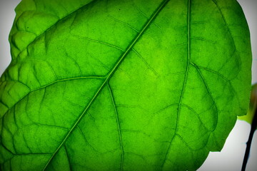 green leaf of indoor rose close-up