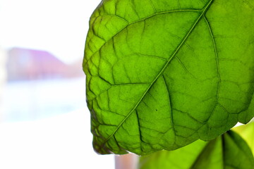 green leaf of indoor rose close-up