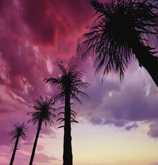 Low angle view of palm trees below a purple cloudy sky. A new retro style 3D illustration