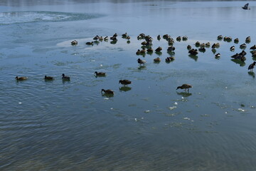 ducks on the lake in early spring