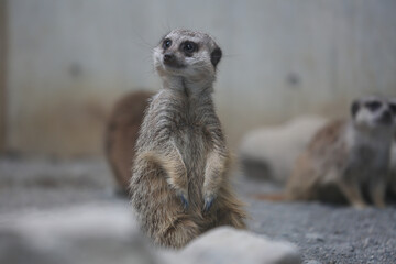 ミーヤキャット