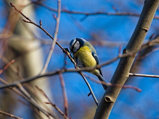 Eurasian blue tit (Cyanistes caeruleus) on a branch. Small colorful bird on a twig 