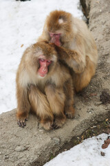 さる，サル，猿