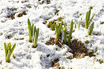 growing daffodil flowers in snow