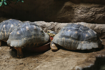 Obraz premium カメ，亀