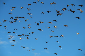 Multitude d'oiseaux (pigeons) en vol, sur fond de ciel bleu