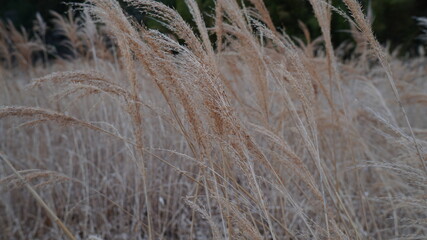 reeds in the wind