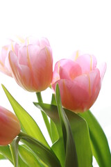 pink tulips on white background