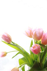 bouquet of pink tulips