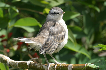 Juvenile Chalk-browed Mockingbird, Mimus saturninus, perched