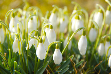 first springtime flowers, small white snowdrops in the sunlight