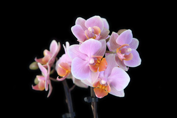 pink orchids - black background