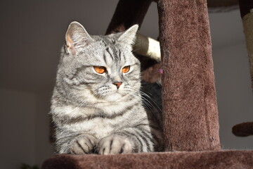 Katze Pia