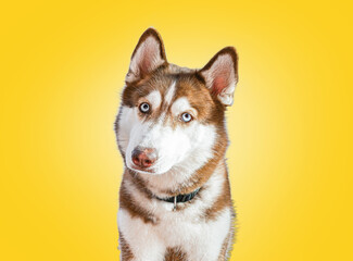 A purebred female Siberian Husky with a brown and white coat using di-cut technique on a yellow background. Eyes looking forward, camera ears, protruding ears, tongue and collar, and pet care ideas.