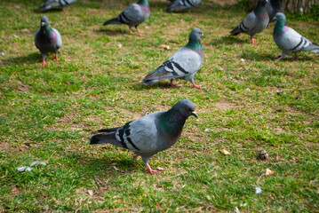 Pigeons in the park on the grass. A flock of pigeons looking for food in the park. A flock of doves...
