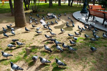 Pigeons in the park on the grass. A flock of pigeons looking for food in the park. A flock of doves...