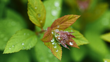 beautiful transparent drops in the form of spheres on green foliage. long blurred natural background, spring time