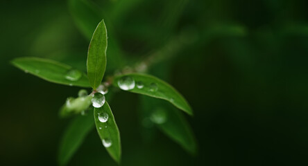 beautiful concept long nature banner. green leaves in drops after rain. dew drops in the form of transparent balls close-up. selective focus, place for text