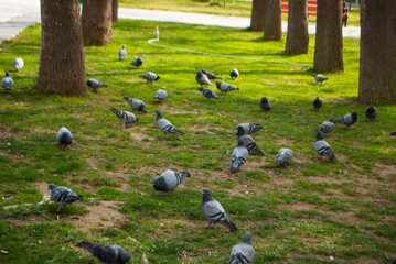 Pigeons in the park on the grass. A flock of pigeons looking for food in the park. A flock of doves...