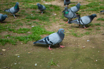 Pigeons in the park on the grass. A flock of pigeons looking for food in the park. A flock of doves...