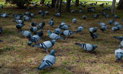 Pigeons in the park on the grass. A flock of pigeons looking for food in the park. A flock of doves...