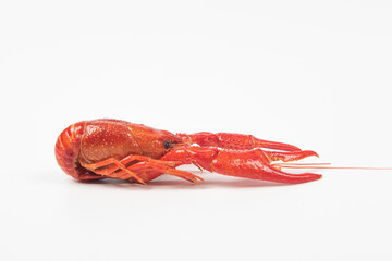 crawfish or crayfish isolated on white background,close up