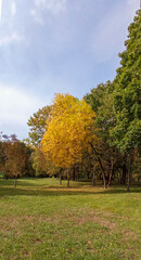 Trees in the autumn park. City landscape.