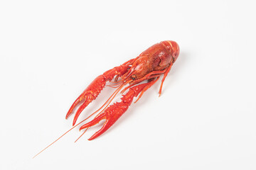 crawfish or crayfish isolated on white background,close up