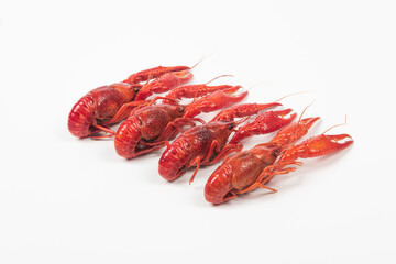 crawfish or crayfish isolated on white background,close up