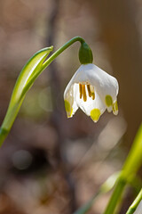 early wild spring snowflakes in a forest