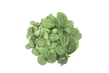Fittonia albivenis plant isolated top view