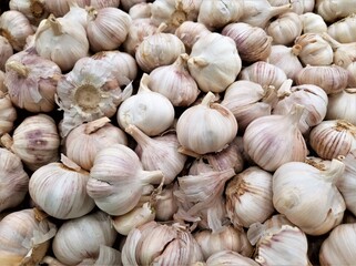 Lots of white garlic heads from the market
