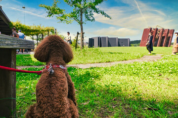 トイプードルと散歩