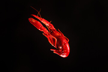 close up of a crawfish or crayfish isolated on black background