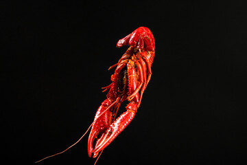 close up of a crawfish or crayfish isolated on black background