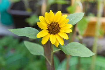 close up of dwarf sunflower