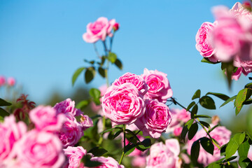 Pink rose in beautiful nature garden