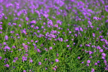 Obraz premium Pink flower field