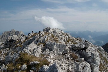 Alpendohlen im Karwendel Gebirge am Gipfel