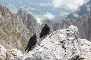 Alpendohlen im Karwendel Gebirge am Gipfel