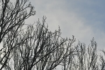 Trees in winter against the blue sky