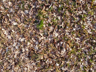 Natural wood with a fine structure, photographed outdoors in daylight
